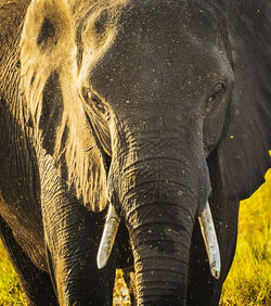 Close-up of elephant