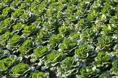 Full frame shot of vegetables growing on farm