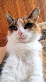 Close-up portrait of cat at home