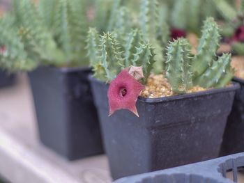 Close-up of succulent plant