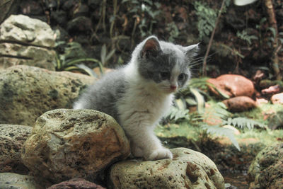 Cat looking at rocks