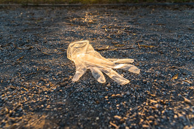 Close-up of glove on ground