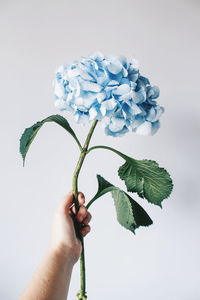 Close-up of hand holding flowers against white background