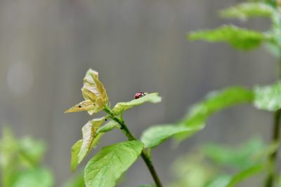 Close-up of insect on plant