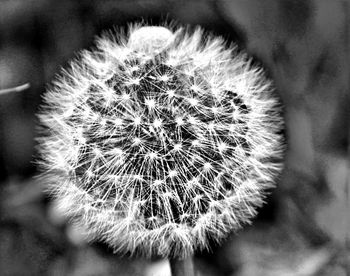 Close-up of dandelion flower against blurred background