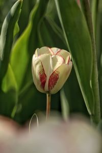 Close-up of rose tulip