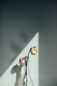 Close-up of insect on flower against wall