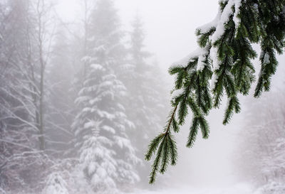 Close-up of pine tree during winter