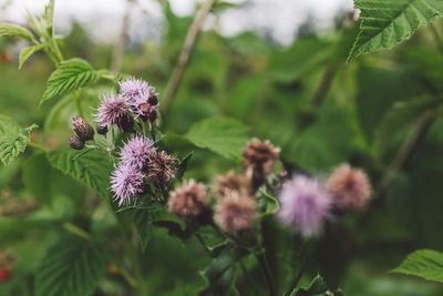 Close-up of purple flowers