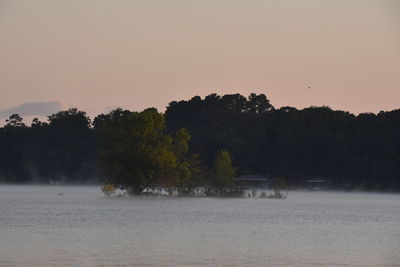 Trees by plants against clear sky during sunset