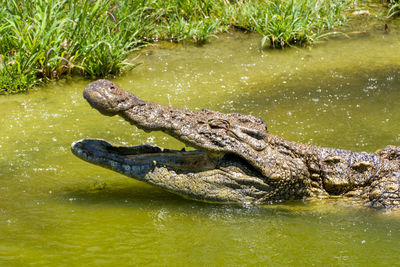 High angle view of crocodile in water