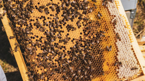 Close-up of bee on leaf