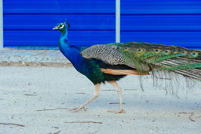 Close-up of peacock perching outdoors