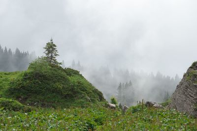 Scenic view of forest against sky