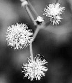 Close-up of dandelion flower