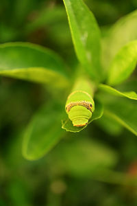 Close-up of green leaf