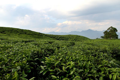 Scenic view of agricultural field against sky