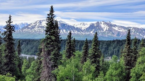 Panoramic shot of pine trees on snowcapped mountains against sky