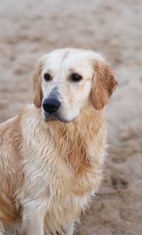 Close-up portrait of golden retriever