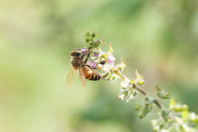 Honey bee also spelled pterygota are a subclass of insects that includes the winged insects 