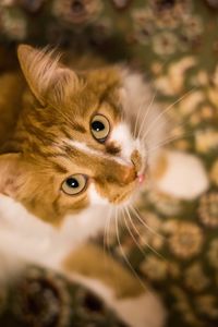 Close-up portrait of cat
