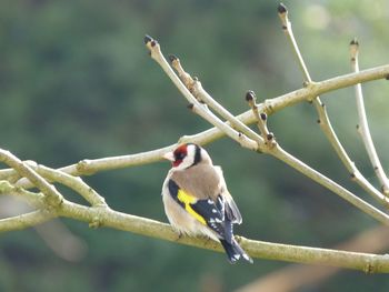 Close-up of bird perching on branch