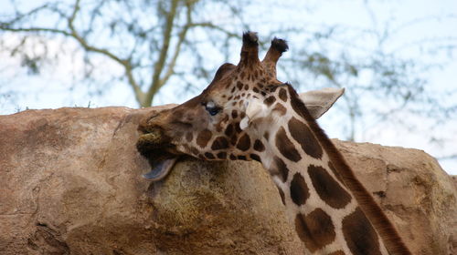 Giraffe against rock at zoo