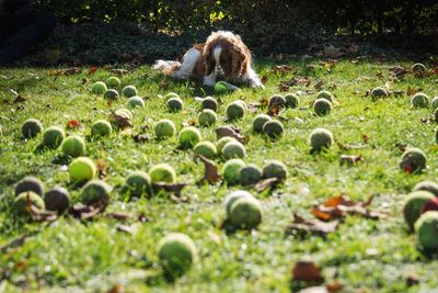 View of dog on field