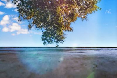 Tree by sea against sky