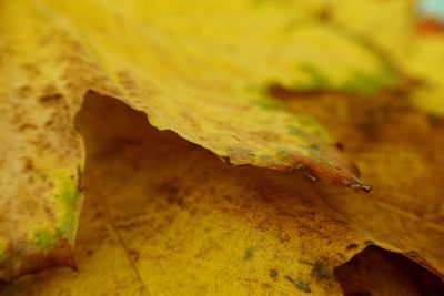 Close-up of maple leaf on rock