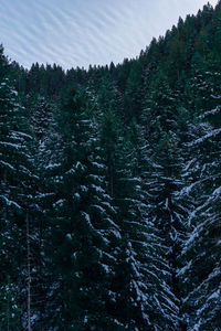 Pine trees in forest