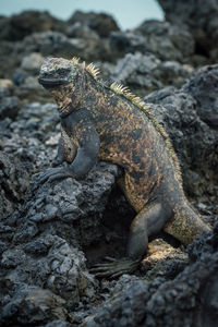 Marine iguana in profile on volcanic rocks