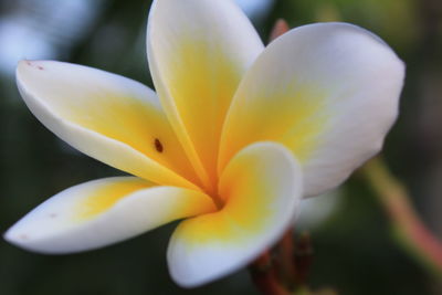 Close-up of yellow flowering plant