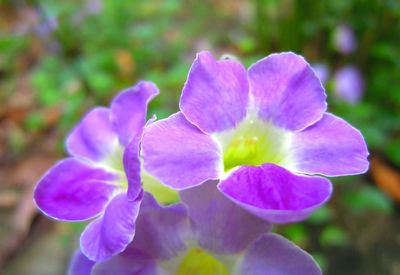 Close-up of purple flowering plant