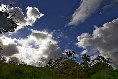 Low angle view of trees against sky