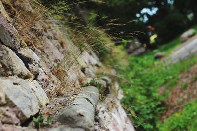 Close-up of rock on field