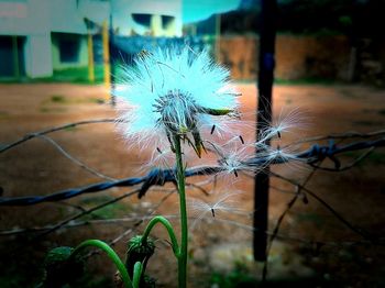 Close-up of plant against blurred background