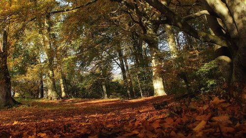 Trees in forest during autumn