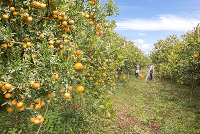 Fruits growing on tree against sky