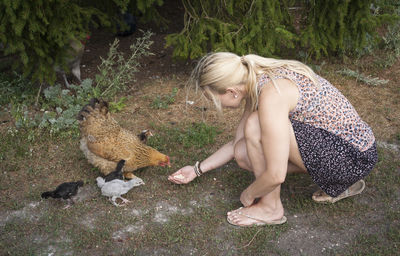 High angle view of woman feeding hen and baby chickens 