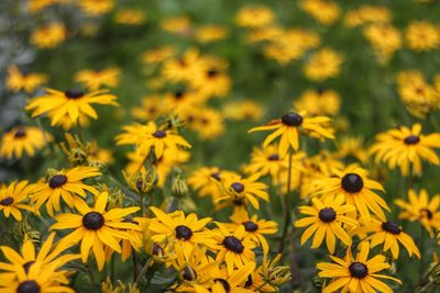 Close-up of yellow daisy flowers