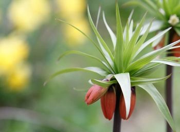 Close-up of flowering plant