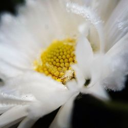 Close-up of white flower