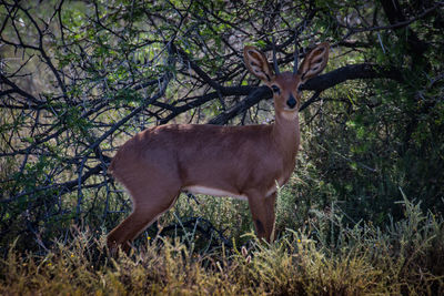 Deer standing on field in forest