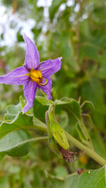 Close-up of flower blooming outdoors