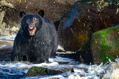 Bear in river