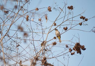 Low angle view of bird perching on tree