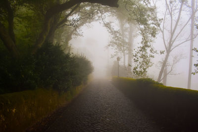 Empty road amidst trees against sky