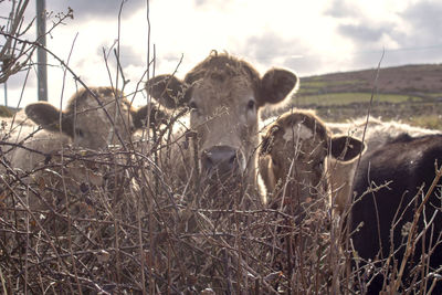 View of horse on field