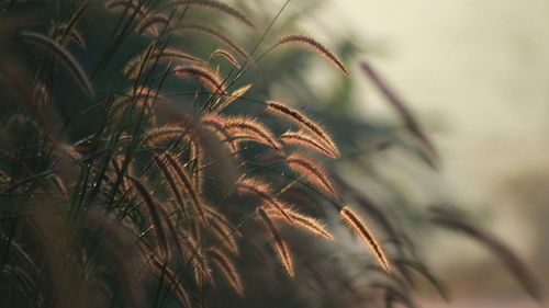 Close-up of crops on field